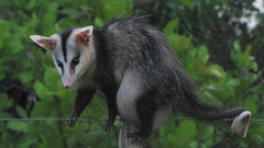 White-Eared Opossum photo 3