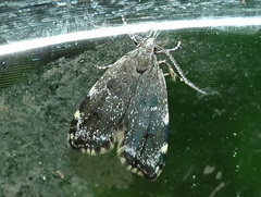 Eido trimaculella