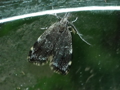 Eido trimaculella