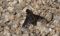 Hemipenthes seminiger