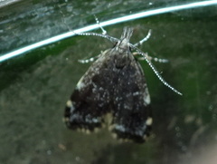 Eido trimaculella