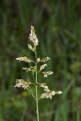Anthoxanthum repens