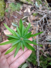 Cyathodes platystoma