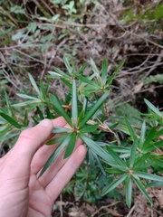 Cyathodes platystoma