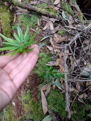 Cyathodes platystoma