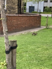 Oryctolagus cuniculus