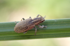 Sitona lineatus