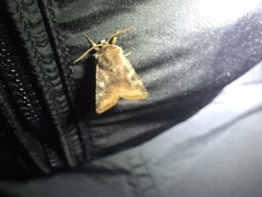 Cerastis leucographa