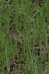 Anthoxanthum repens