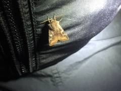 Cerastis leucographa