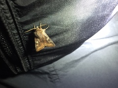 Cerastis leucographa