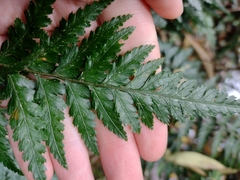 Parapolystichum acuminatum