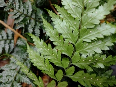 Parapolystichum acuminatum