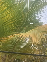 Amazona barbadensis
