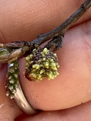 Callirhytis middletoni