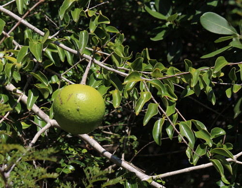 Spiny monkey orange