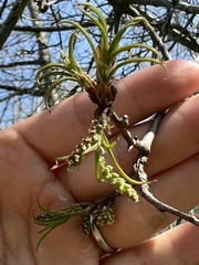 Callirhytis middletoni