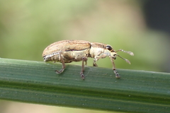 Sitona lineatus