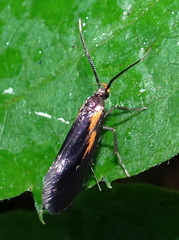 Mathildana newmanella