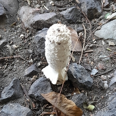 Coprinus comatus