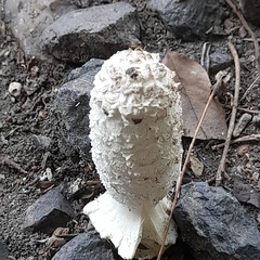 Coprinus comatus
