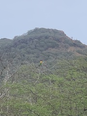 Eupsittula pertinax xanthogenia