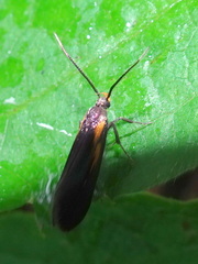 Mathildana newmanella