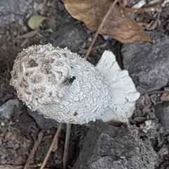 Coprinus comatus