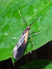 Mathildana newmanella