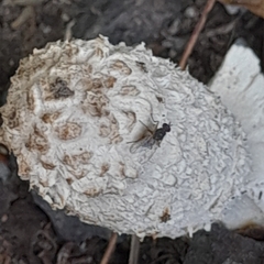 Coprinus comatus