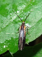 Mathildana newmanella