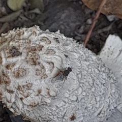 Coprinus comatus