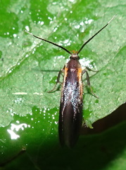 Mathildana newmanella