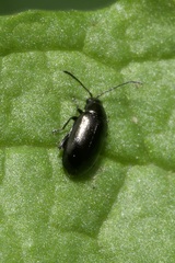 Phyllotreta atra