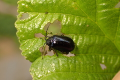 Agelastica alni