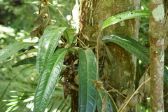 Anthurium sellowianum
