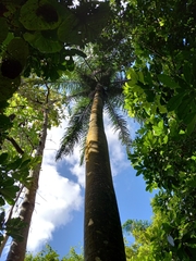 Roystonea borinquena