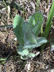 Eupatorium rotundifolium