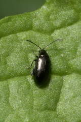 Phyllotreta atra