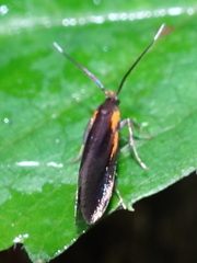 Mathildana newmanella