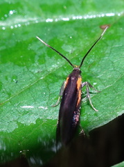 Mathildana newmanella