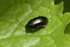 Phyllotreta atra