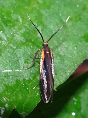 Mathildana newmanella