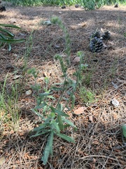 Mimetanthe pilosa