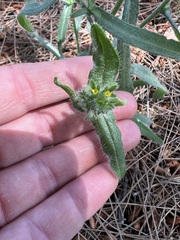 Mimetanthe pilosa