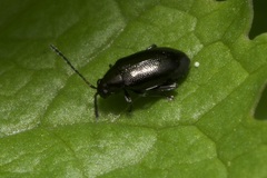 Phyllotreta atra