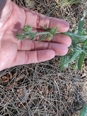 Mimetanthe pilosa