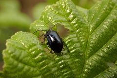 Agelastica alni
