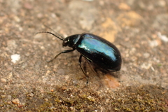 Agelastica alni