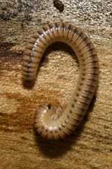 Cylindroiulus boleti